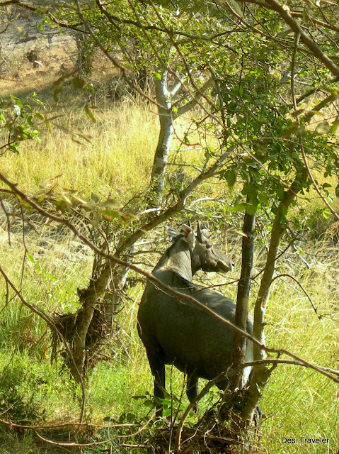 Male Nilgai Blue Buck Ranthambore 