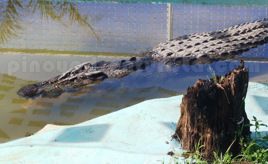 Agusan del Sur A Close Encounter with Lolong, the World's Largest