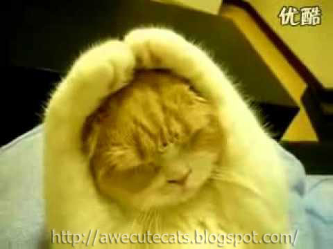 3.%2BCute%2BCat%2BCovers%2BHis%2BEars.jpg