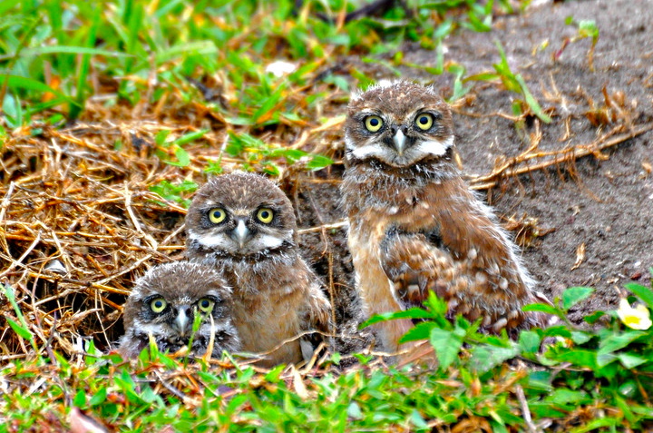 Small+Owls+Florida Small Owls Florida http://majikphil.blogspot.com/2012/05/florida ...