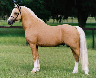 Riding Stable Horses II