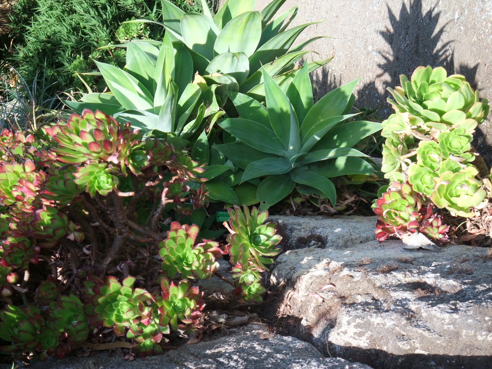 San Francisco Botanical Garden