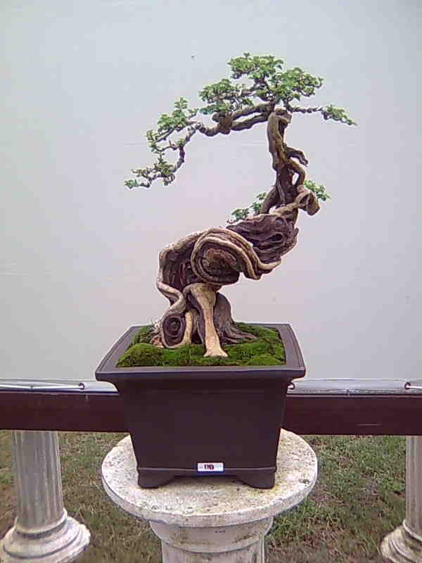 Kebun Bonsai Selorejo: Aneka Bonsai Serut Indah