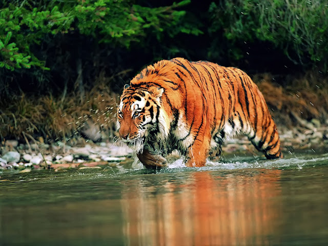 Tiger Wallpapers Free Download