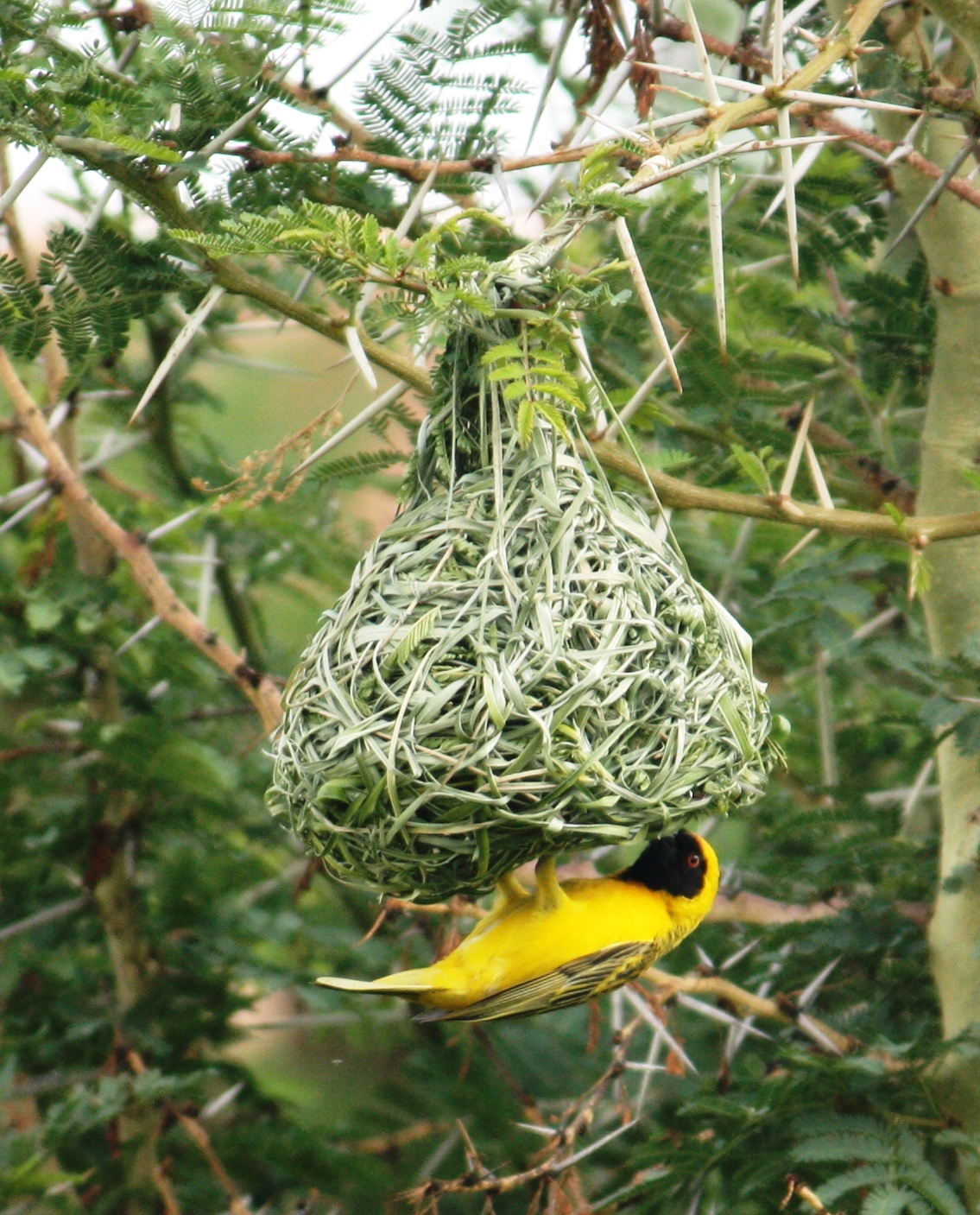 Joburg Expat Weaver Bird Nests (How Men Can Never Get it Right)