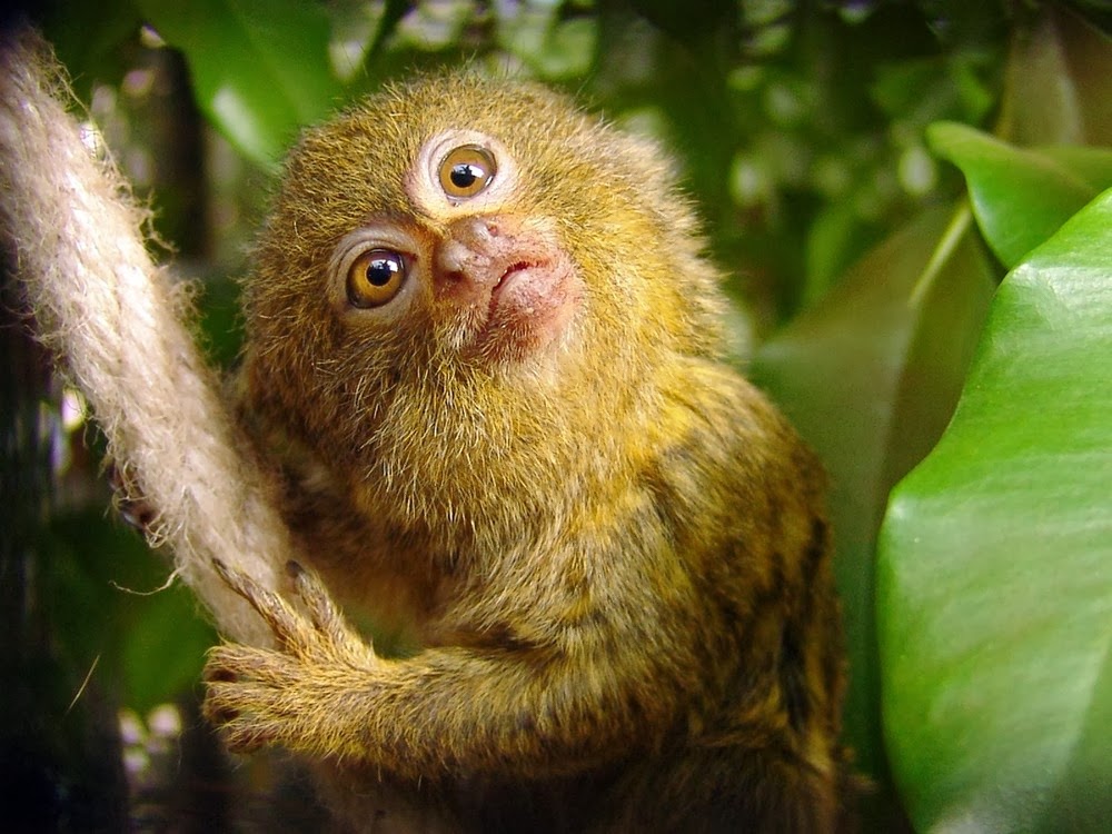Fascinating Facts About Pygmy Marmoset