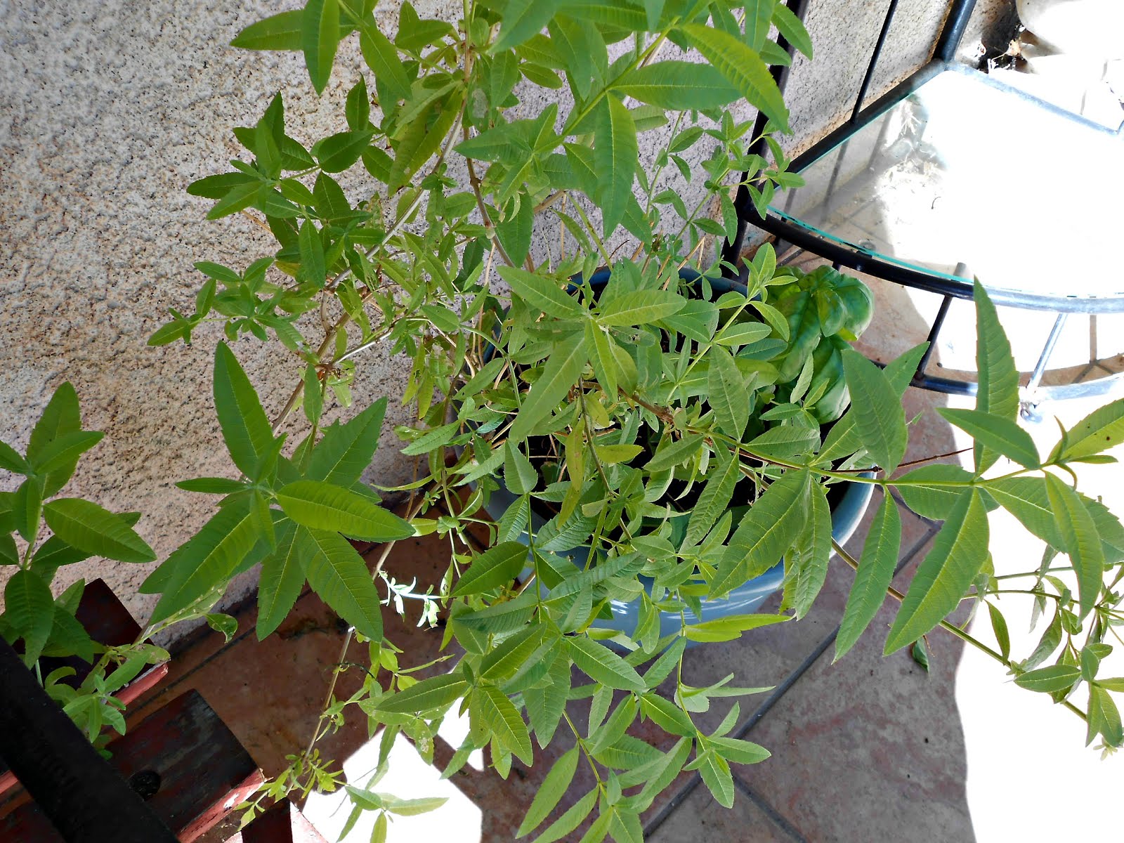 Lemon Verbena Crinkle Cookies