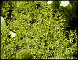 Apa Adanya Rahmat Ps Tumbuhan Lumut Bryophyta