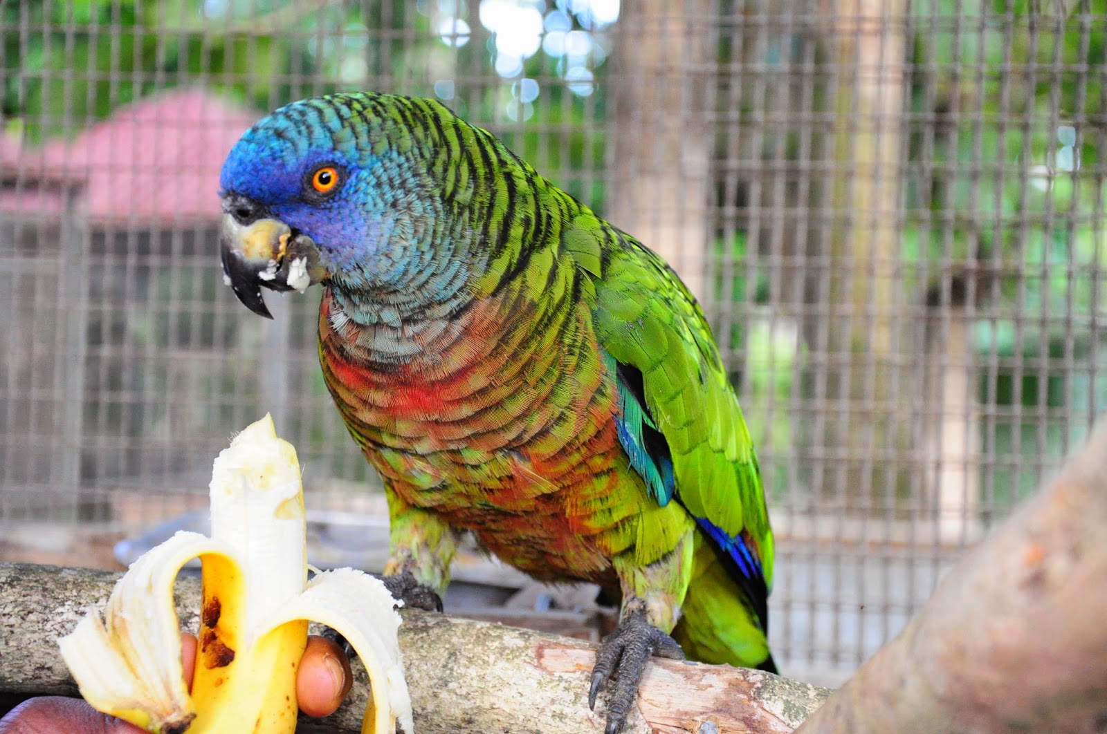 St. Lucia Forestry Department Environmental Education Unit World
