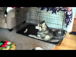 Funny Dog Pictures