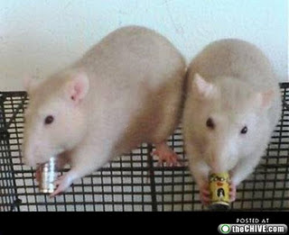 Funny Beer Pictures