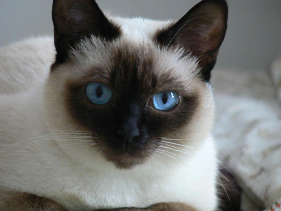 AutoGuau: Enfermedades comunes de los gatos siameses