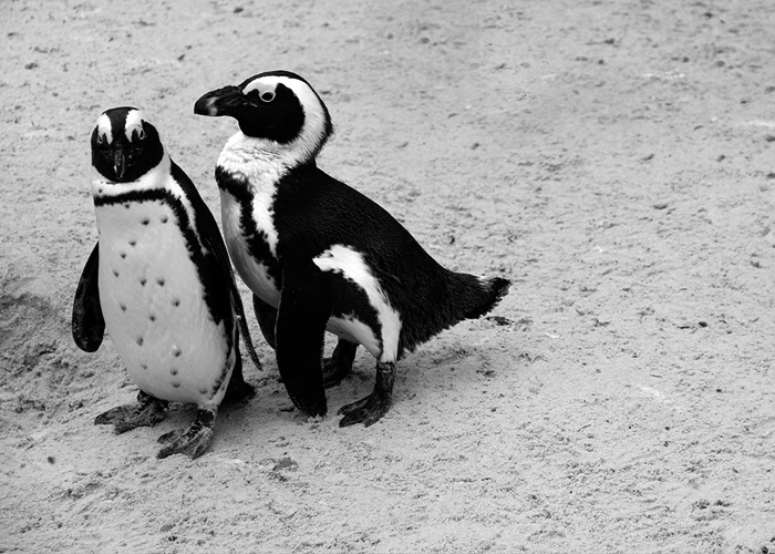 Neunzehngrad, 12von12 Januar Zoo Münster Neunzehngrad, 12von12 Januar Zoo Münster