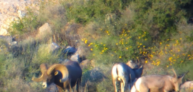 Arizona+Super+Raffle+Desert+Bighorn+Sheep+Hunt++Photo+Monster+ram+with+Colburn+and+Scott+Outfitters+8.jpg