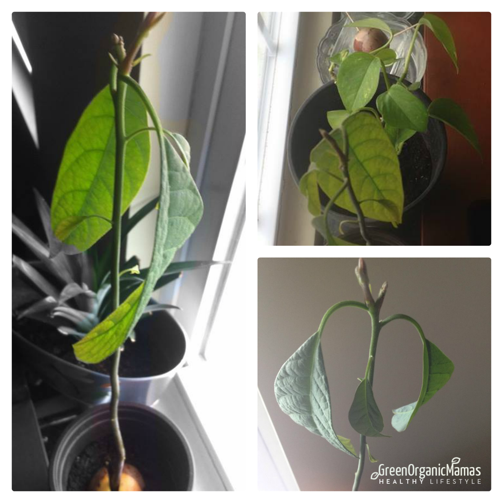 vocado