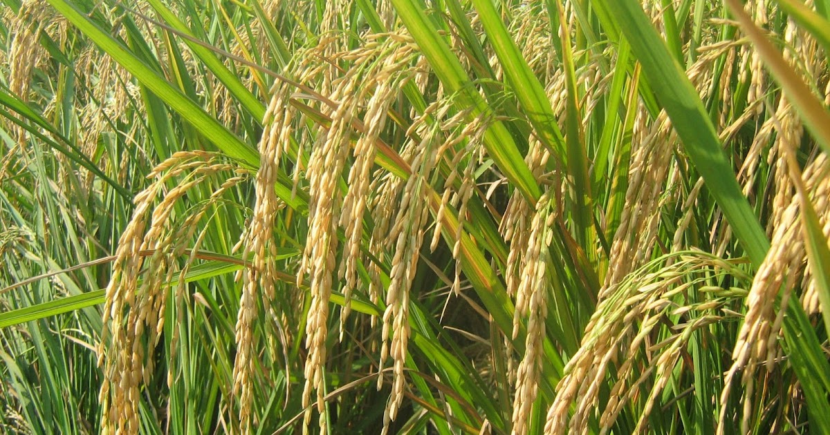 MUSUH ALAMIPREDATOR Pengertian Tanaman Pangan Dan Macam