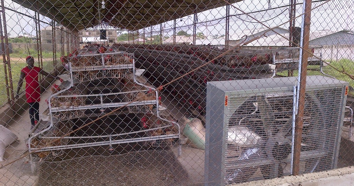 Best broiler house design Most Popular betr