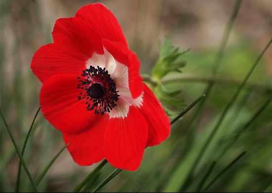 [Image: 9-loai-hoa-y-nghia-pho-bien-4.jpg]