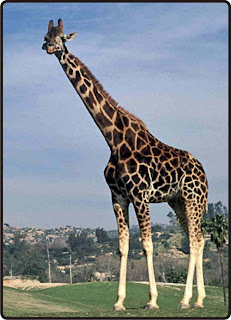 Giraffe facts