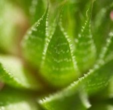 Fresh Aloe Leaves