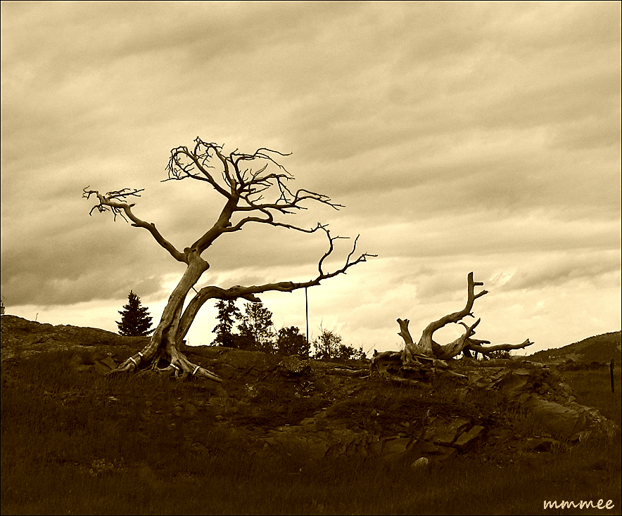 The hanging tree is from our The hanging tree is from our
