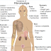 The Cure to Fibromyalgia Your Doctor Doesn’t Want You To Know