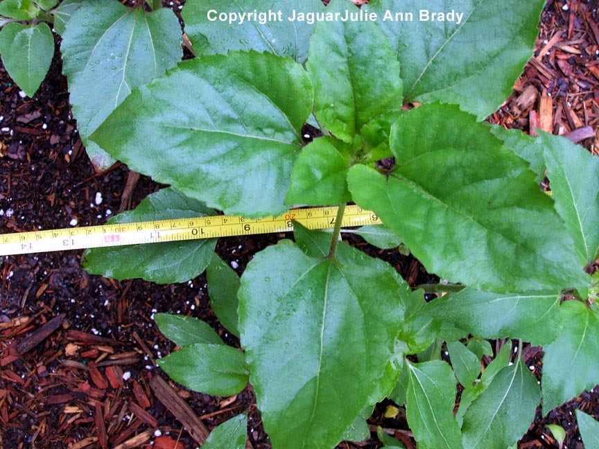 Sunflower Plant Requirements