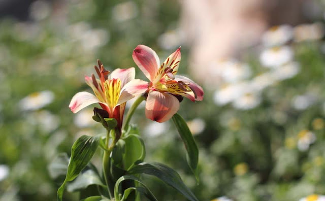 Peruvian Lily Flowers Pictures