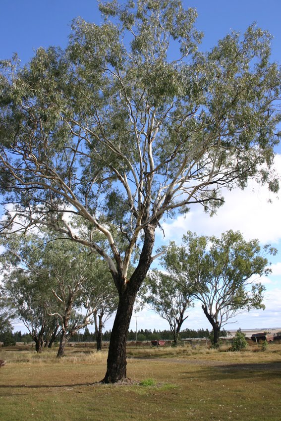Toowoomba Plants Mountain Coolibah