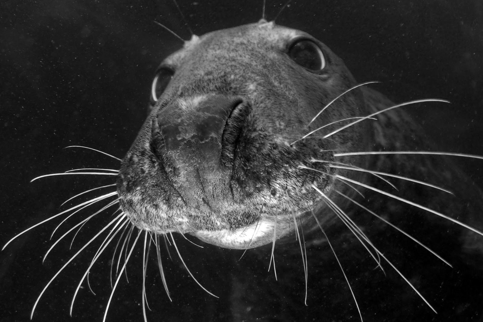 Frogfish Photography Get into UK Underwater Photography