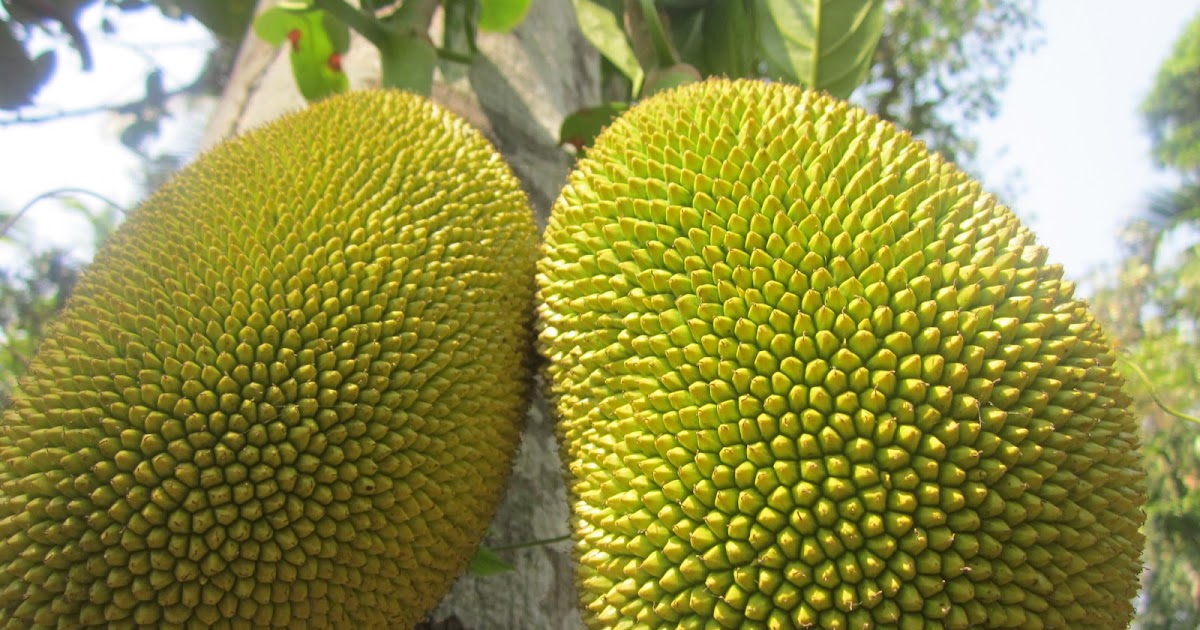 Unique Fruit The Large Spiky Fruit