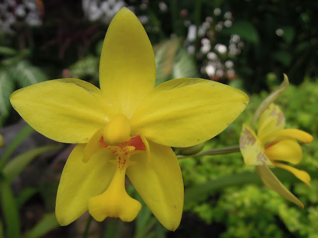 singapore botanic gardens national orchid garden