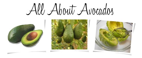 origin of avocado