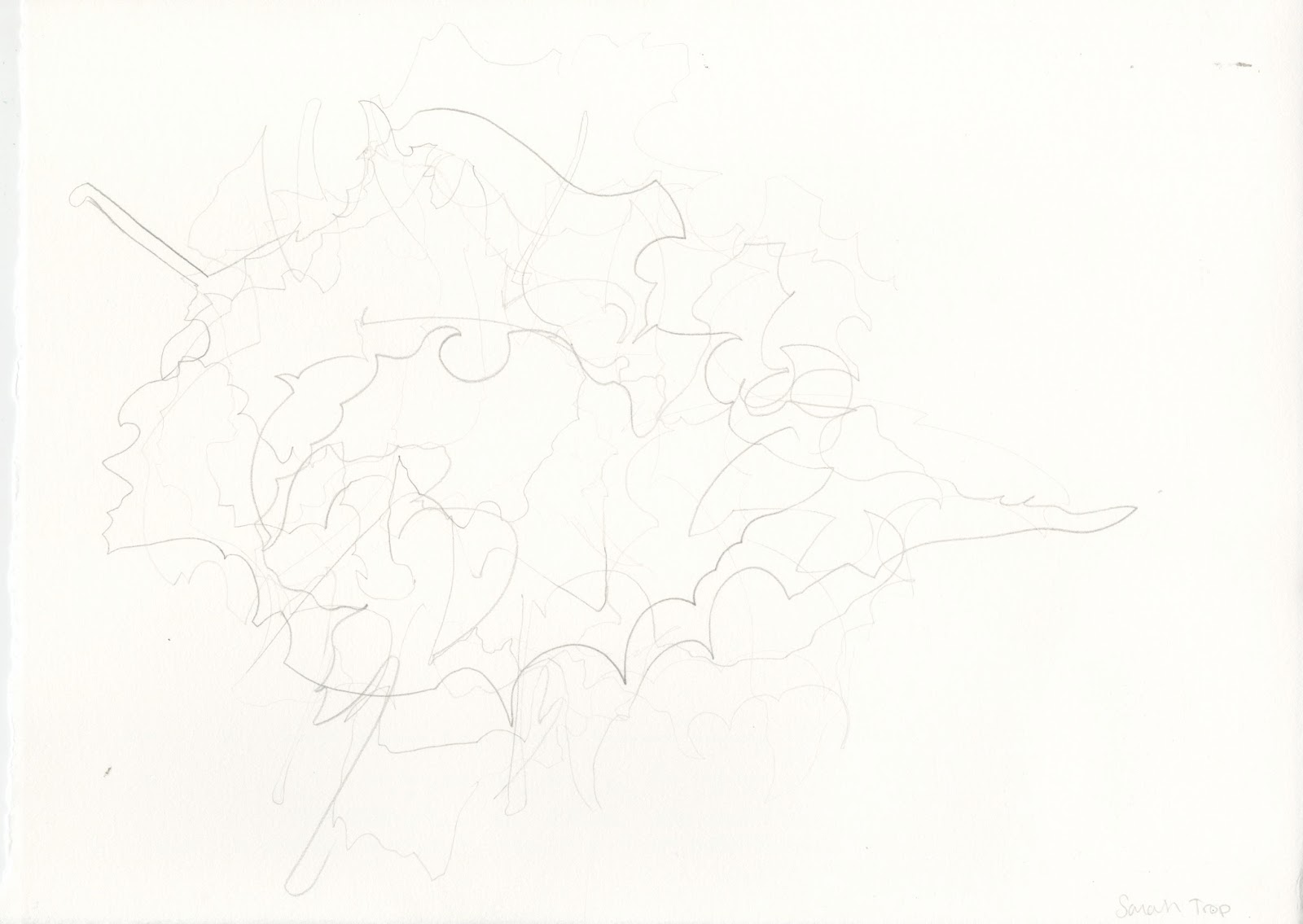 Contour Line Drawing Leaf : Introduction to the studio sarah contour drawing of a leaf