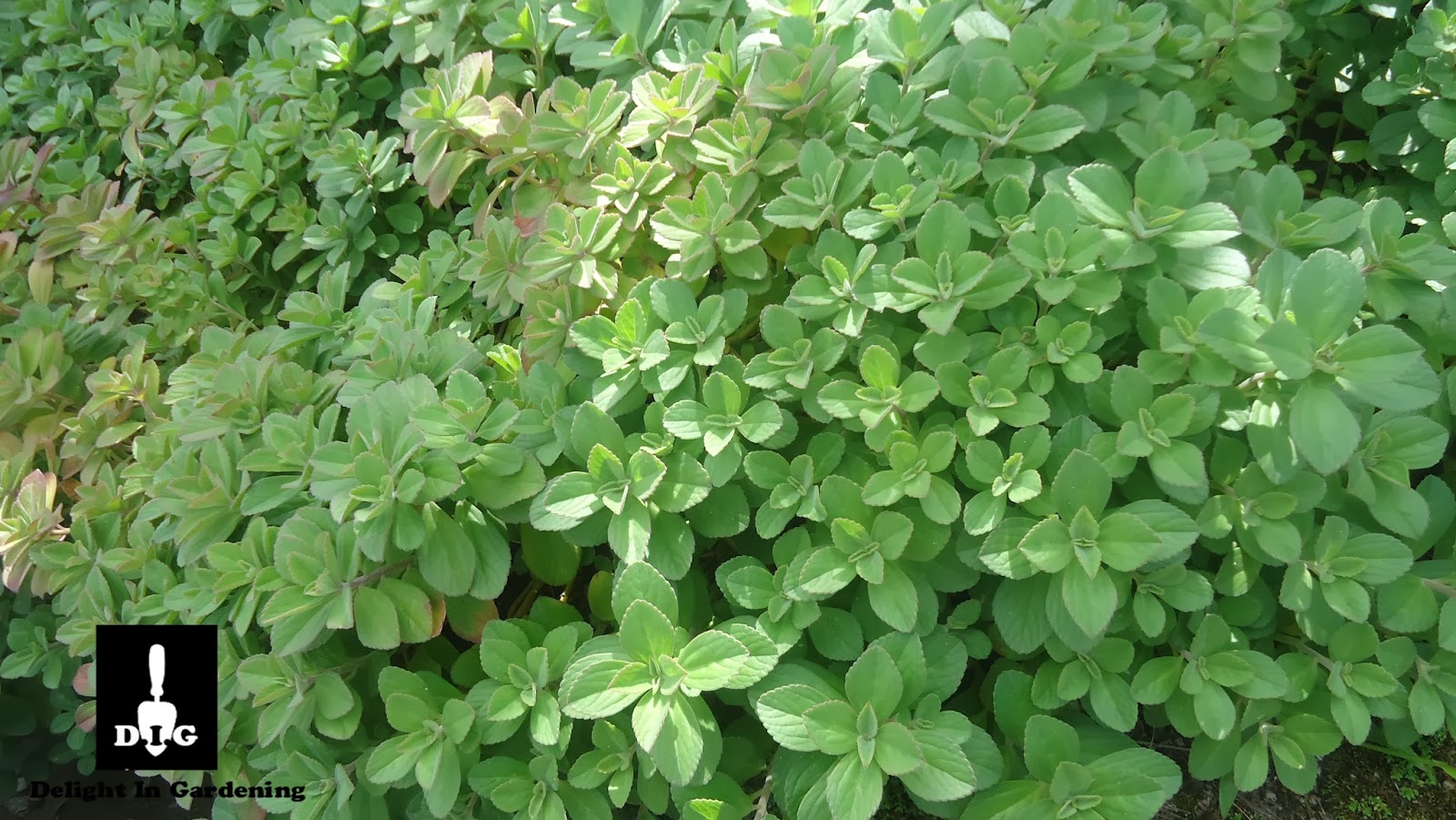 D.I.G THIS!!! Your Cup of Tea Panadol