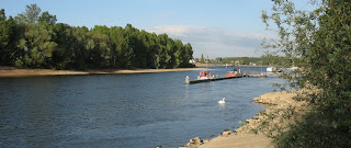 Rheinufer Bild: Rheinufer mit Bäumen, an einem schönen Frühlingstag und auf dem Rhein schwimmt ein Schwan.