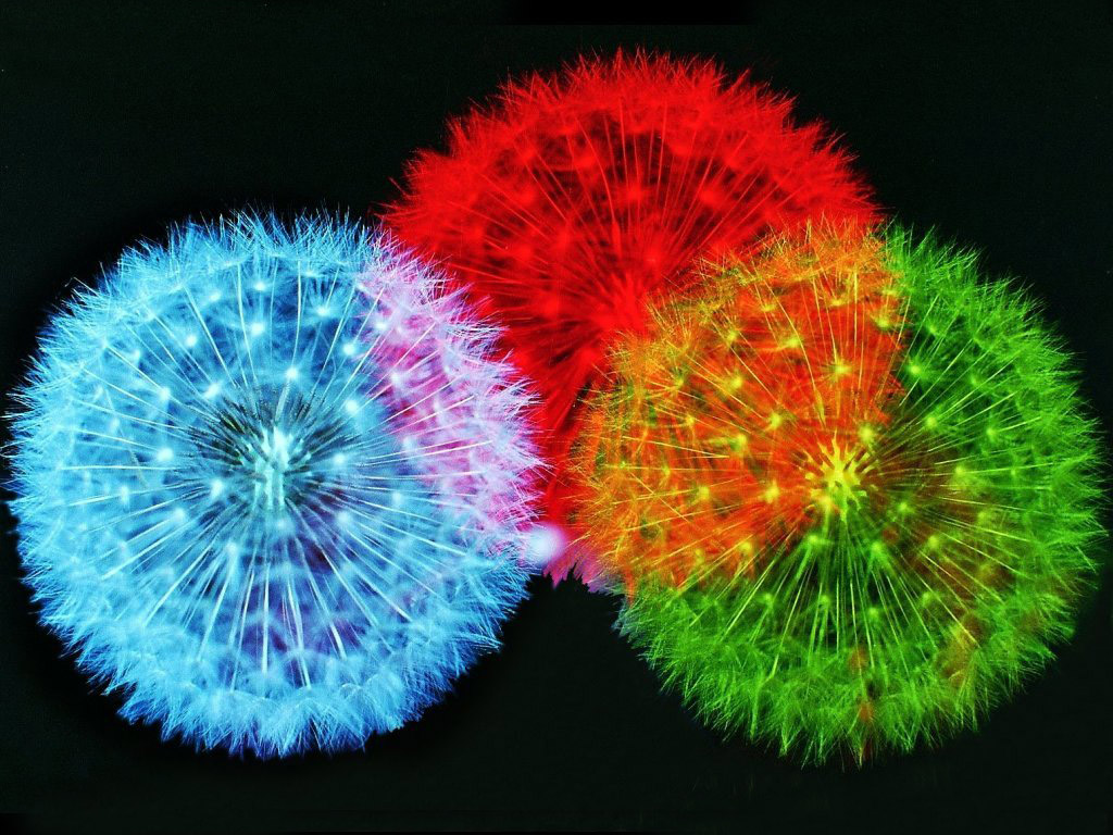 http://4.bp.blogspot.com/-sPuorB3RHp8/TiF4sXHeHbI/AAAAAAAABwc/R5FYSsgIZvc/s1600/Firework_wallpaper_5.jpg