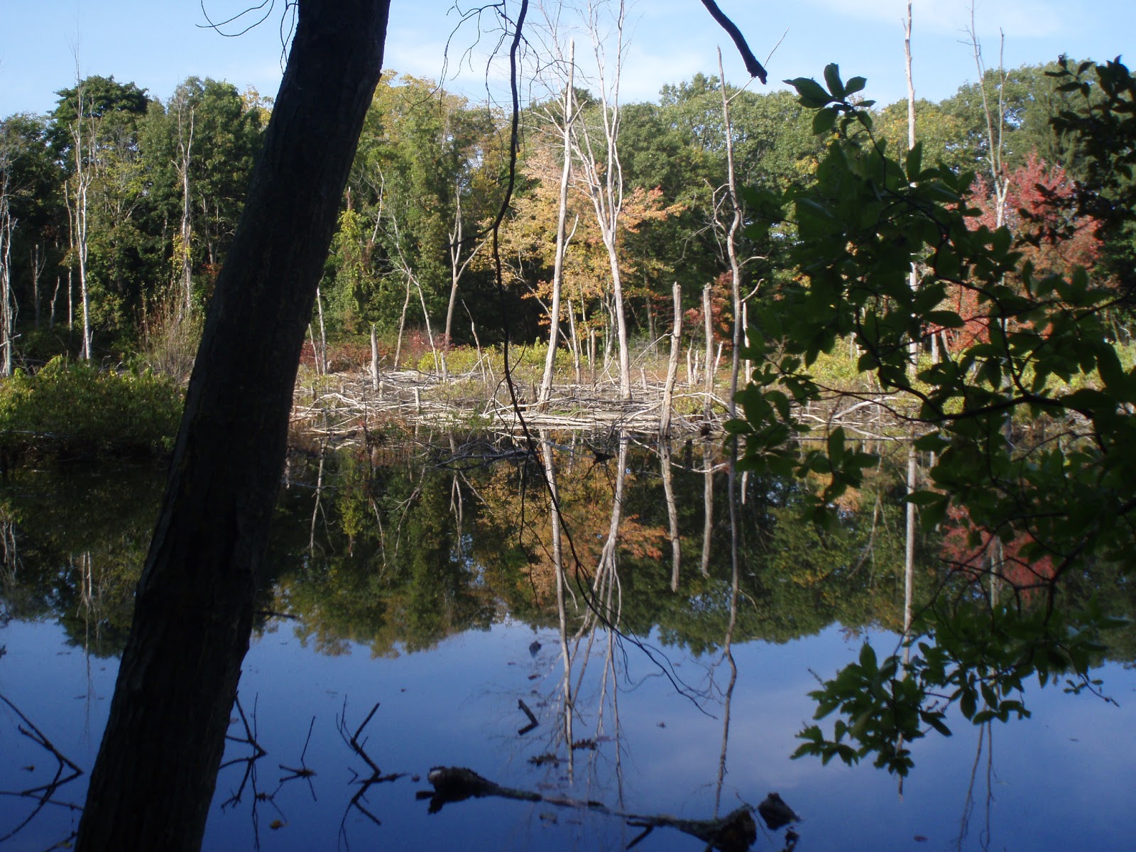 Northport Conservation News Fuchs Pond Preserve