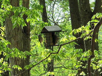 Tufted Titmouse, Baeolophus bicolor