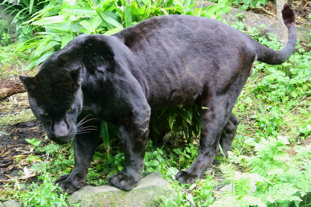 JAGAT KUCING: PANTHERA ONCA - JAGUAR