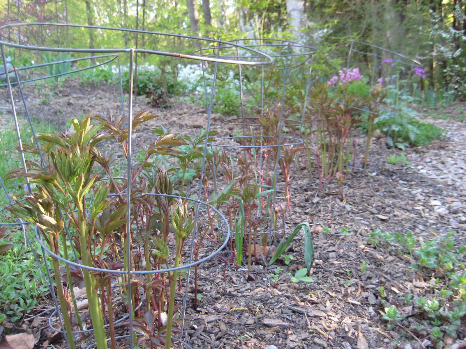 The Meditative Gardener Peony Supports