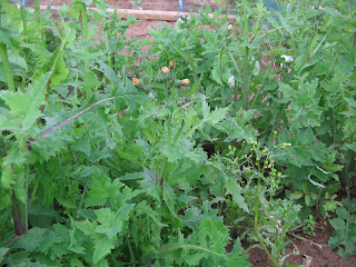 weeds, allotments, brassicas