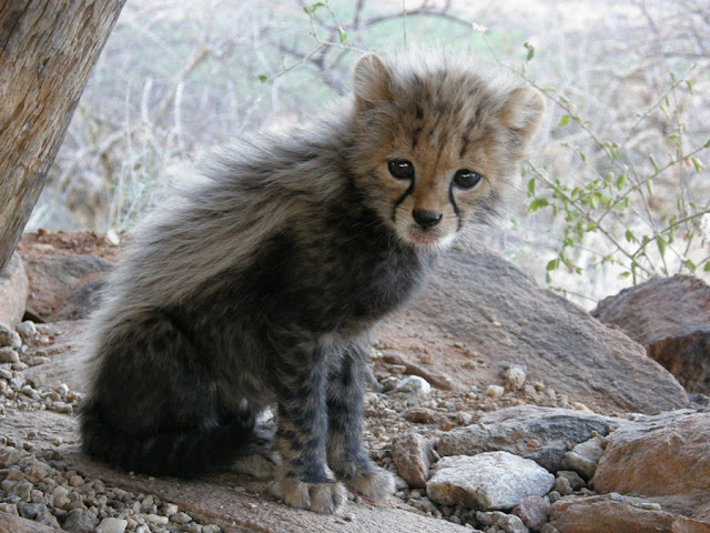baby animals, cute animals, cheetah cub