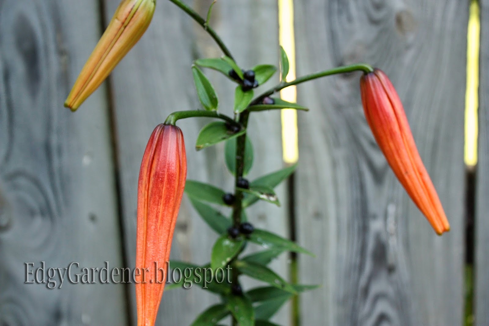 The Edgy Gardener Blog Garden Bloggers Bloom Day July 15th