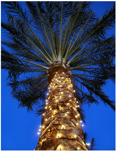 christmas palm trees phillip s natural world christmas palm trees phillip s natural world