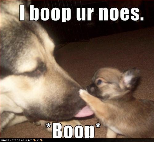 funny image gallery funny pictures of dogs with captions things to do in boston at christmas