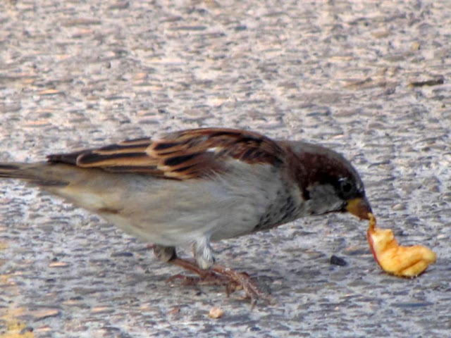 House Sparrow eating Fruit