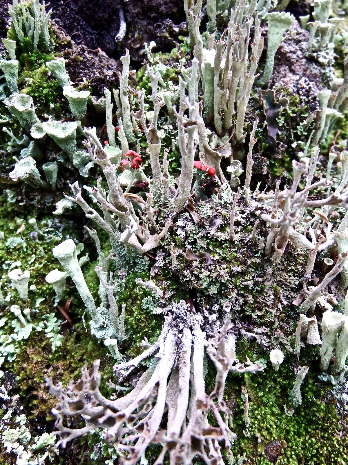 Jasper  lichens