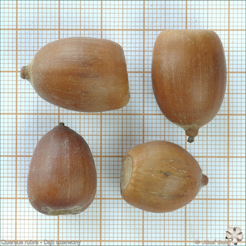 Quercus rubra seeds - Dąb czerwony nasiona