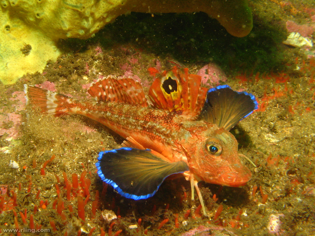 Real Monstrosities Sea Robin